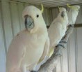 /album/cacatua/cacatua-7-jpg/